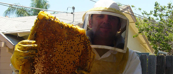 San Marino Bee Removal Guys Tech Michael