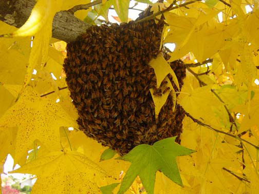 Pasadena Bee Removal Guys Picture of a
swarm we relocated from a tree.