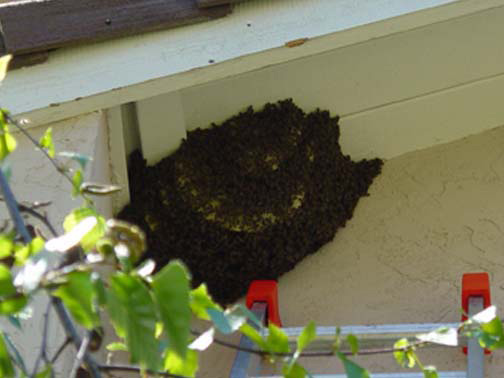 Bee Removal Pasadena This is a
picture of a hive hanging underneath an eave.