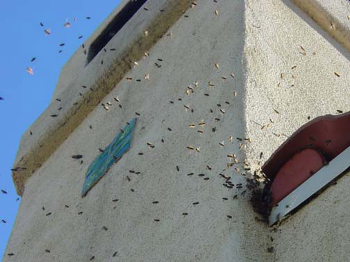 Bee Removal Pasadena This is
a picture of a swarm that is in the eave of a house.