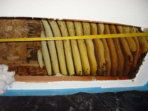 Bee Removal Pasadena This is a
picture of a mature hive between the first and second story of a house.
