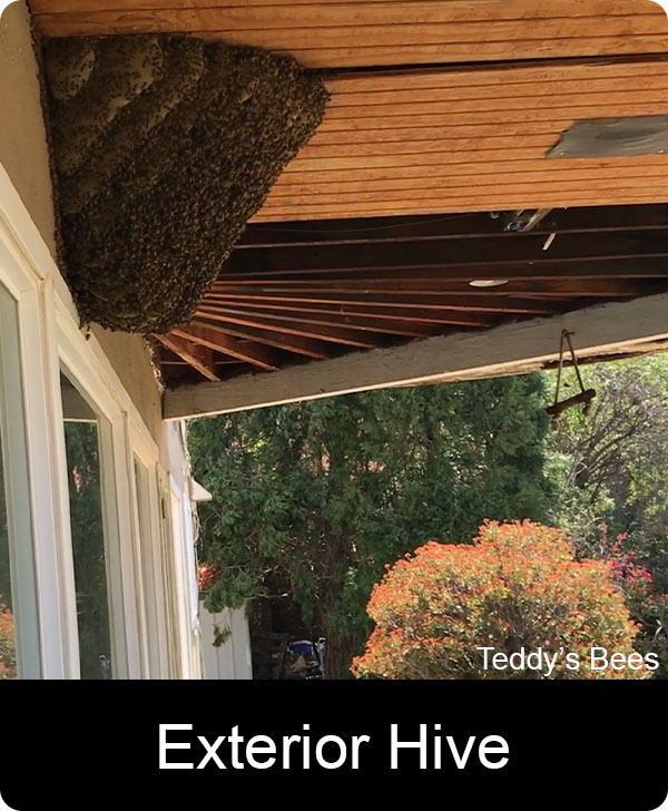 Picture of a teddys picture of a giant hive on the bottom of a deck. nav link