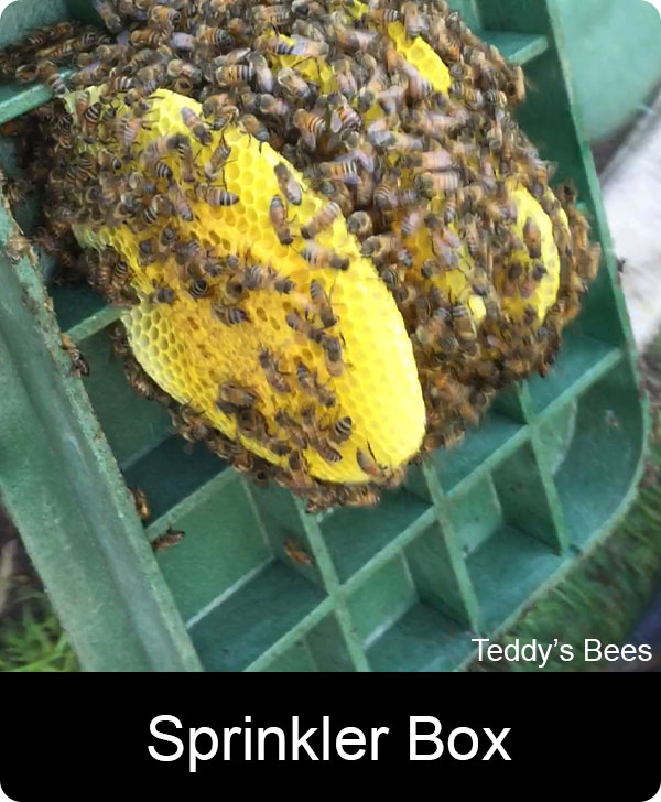 Picture of a live bee removal from a sprinkler valve box.
 nav link image
