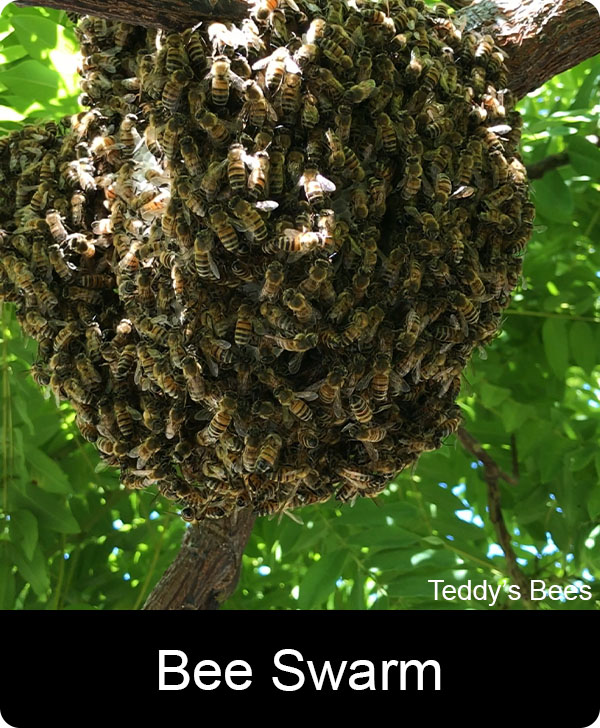 Picture of a live bee removal from a tree branch
. nav link image