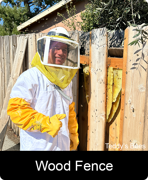 Picture of a huge bee hive in awood fence. nav link image