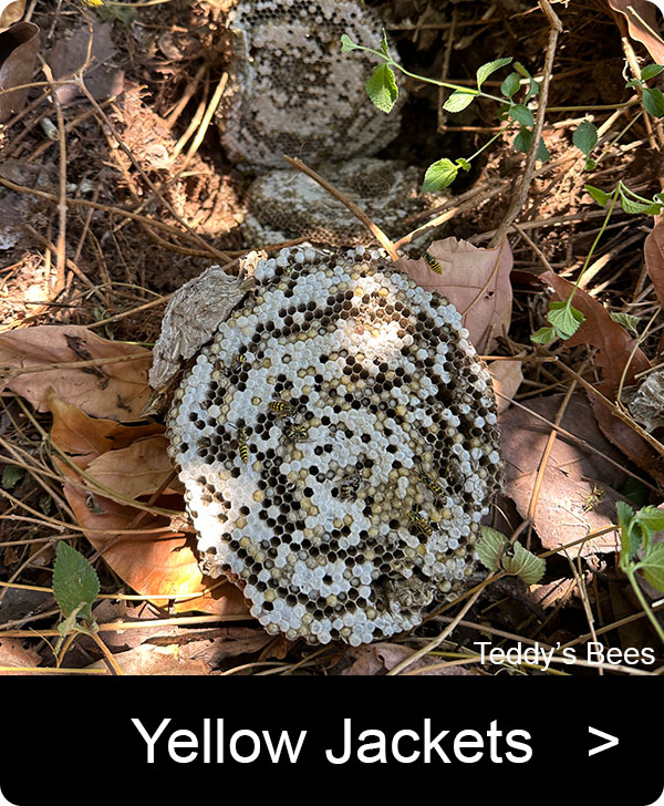 picture of yellowjacket nest in the ground. nav image