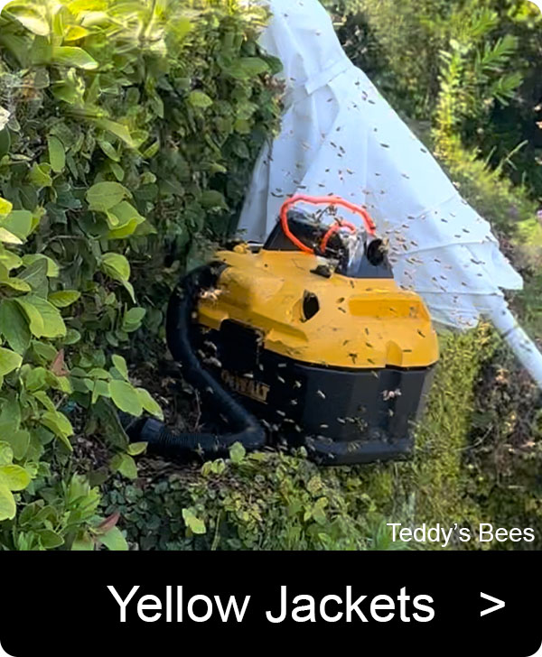 Picture of a live wasp removal from the side slope of a back yard. naiv image.