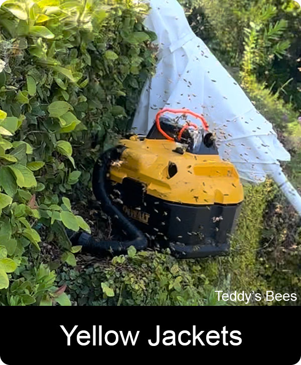 picture of a teddys bee removal worker removing a yellow jacket nest out of the ground